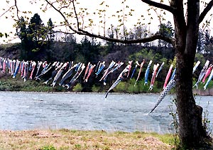 （写真2）川をまたぐ鯉のぼりわたし。地域全体で節句を盛り上げる比較的新しい風景。岩手県雫石川にて。 2000年5月5日、吉野撮影©